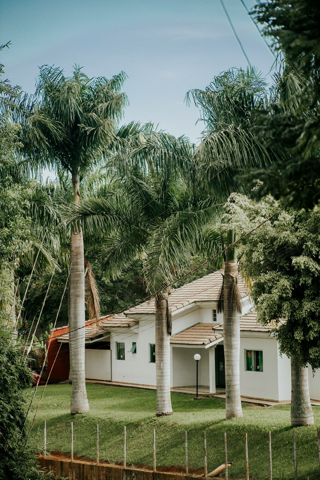 Casa térrea com coqueiros no jardim